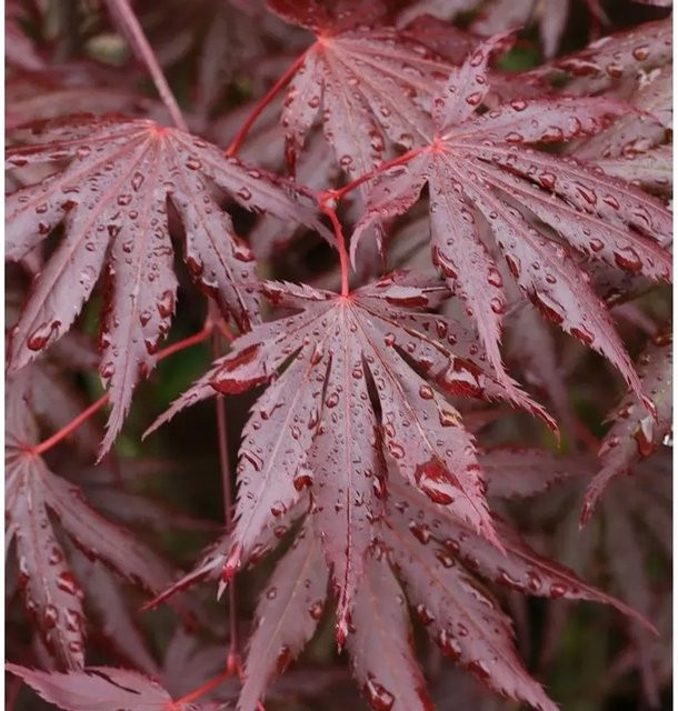 Fächer-Ahorn Acer palmatum Trompenburg rot-orange Zierbaum für deinen Garten, Höhe: 60-80 cm - Bild 1
