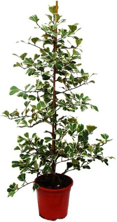Exotenherz Ficus Triangularis Variegata Natalfeige mit dreieckigen Blättern, Höhe: 85 cm