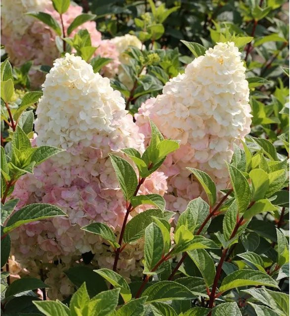 Rispenhortensie Silver Dollar Hydrangea paniculata in Weiß von Nr-01.de, Höhe: 100-125 cm - Bild 1