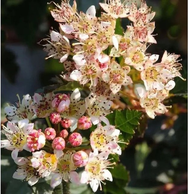 Physocarpus opulifolius Blasenspiere Little Devil Zierstrauch von Nr-01.de mit weißen und roten Blüten - Bild 1