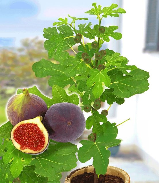 Frucht-Feige Rouge de Bordeaux groß - Bild 1