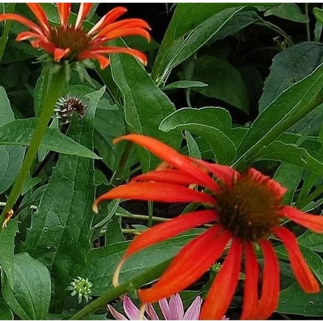 Sonnenhut Tomato Soup Echinacea purpurea Schnittblumepflanze für deinen Garten - Bild 1