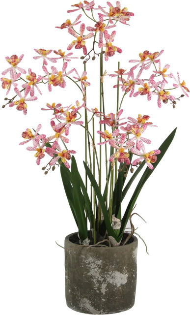 Künstliche Orchidee Han von Aplanta, Tischdeko, Höhe: 59 cm - Bild 1