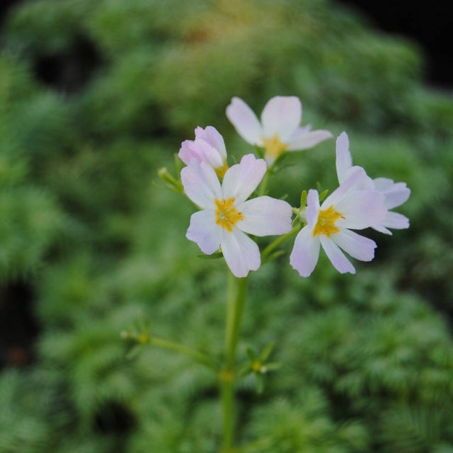 Wasserfeder von Mein schöner Garten Shop, rosa, weiß und grün, für den Ziergarten und Aquarien - Bild 1