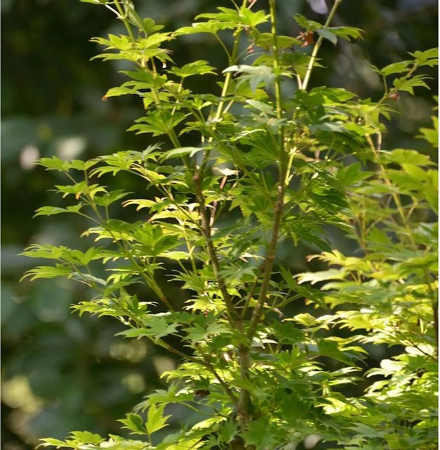 Koreanischer Fächer-Ahorn Ice Dragon Acer pseudosieboldianum in Grün und Orange-Rot, Höhe: 60-80 cm - Bild 1