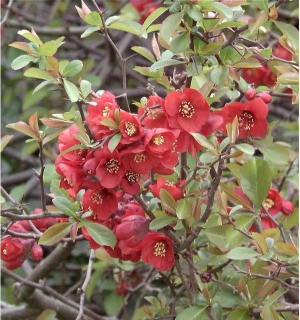 Hochstamm Zierquitte Friesdorfer Typ 205 Chaenomeles in Rot, 60-80 cm - Bild 1