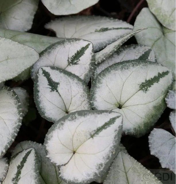 Cyclamen coum Alpenveilchen Silber Leaf von Nr-01.de - Bild 1