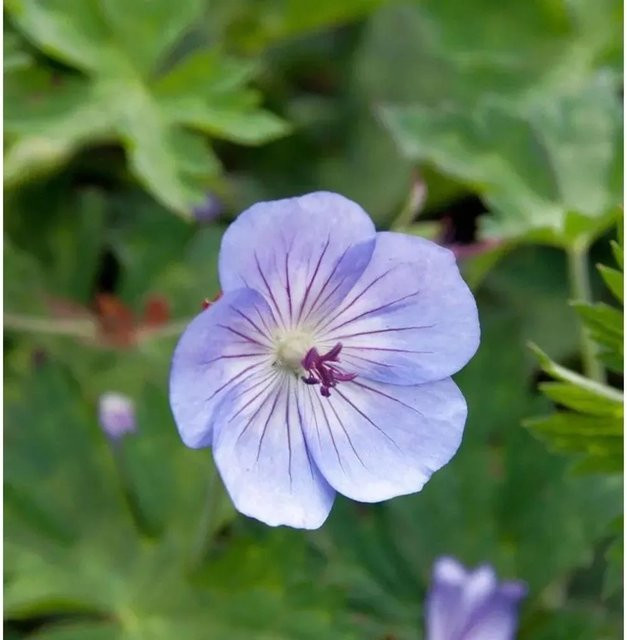 Storchschnabel Geranium cultorum Azure Rush in blau/violett als mehrjährige Bodendecker-Pflanze im Topf - Bild 1