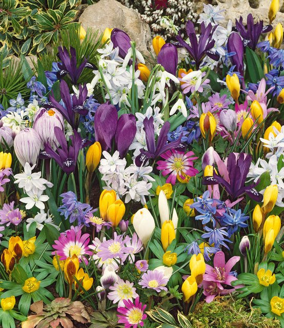 75er Blumenzwiebel-Mix zum Verwildern - Bild 1