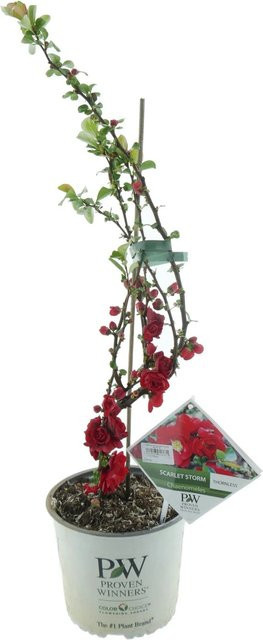 Chinesische Zierquitte Scarlet Storm Chaenomeles in Rot, Höhe: 30 - 40 cm, Topfpflanze von Proven Winners - Bild 1