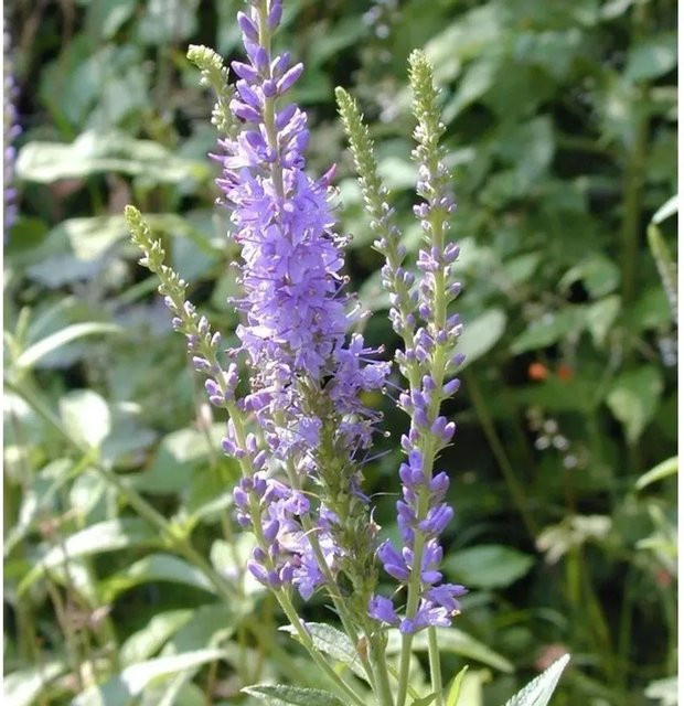 Polsterveronika Veronica spicata als blaue oder violette Gartenstaude für den Außenbereich - Bild 1