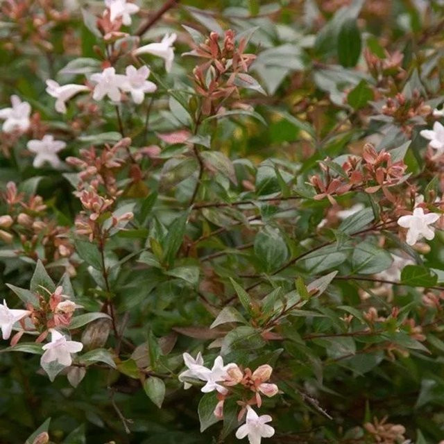 Arborix Abelia 'Confetti' Abelia grandiflora buntlaubiger Zierstrauch mit weißen und rosa Blüten, Höhe: 30 cm - Bild 1