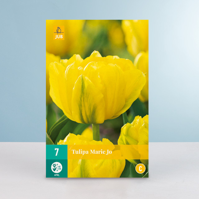 BLUME2000 Gefüllte frühe Tulpe Marie Jo Zwiebeln für Gartenbeet und Blumenkübel 7 Stück - Bild 1