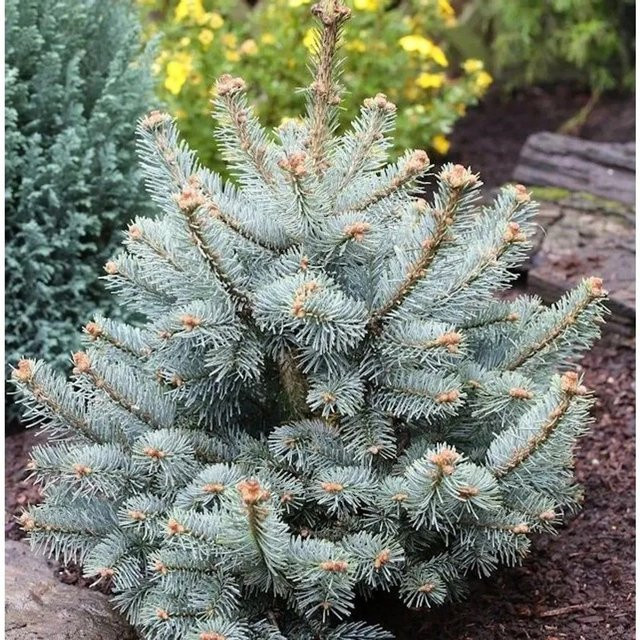 Zwergkorktanne Compacta Abies asiocarpa in Blaugrün und Silbrigblau, Höhe: 30 cm - Bild 1