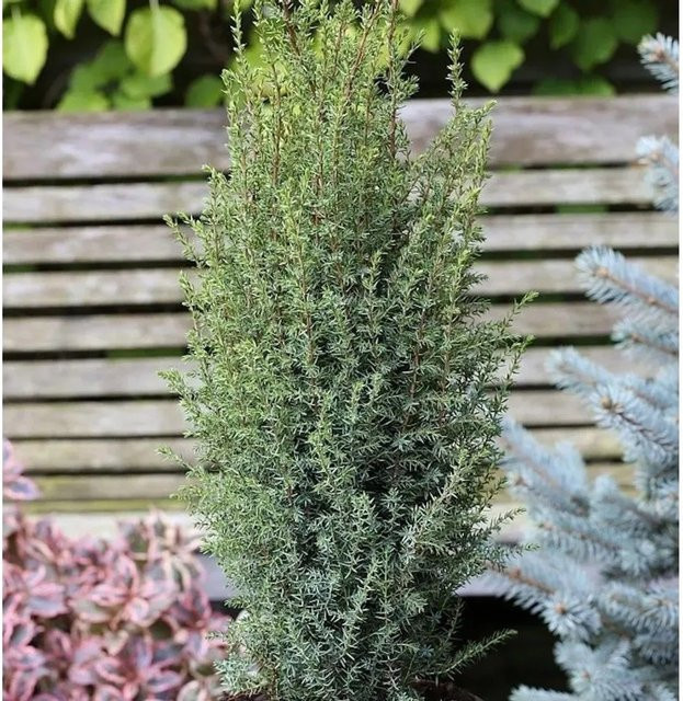 Sentinel Wacholder Säule Juniperus communis dunkelgrün 60-80 cm von Die Nr-01.de - Bild 1