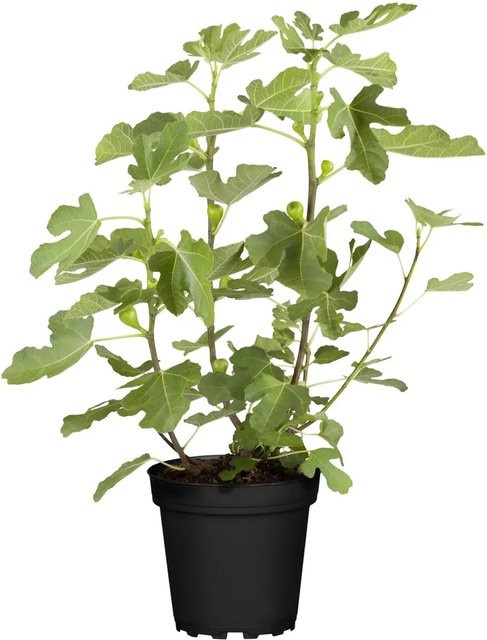 GROW by OBI Bio Feige Brown Turkey Ficus carica als Strauch in einem Topf, Höhe ca. 35 cm - Bild 1