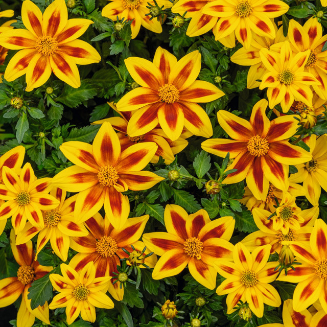 BLUME2000 Zweizahn Trio Bidens ferulifolia 3er Set für Balkon und Beetpflanzungen - Bild 1