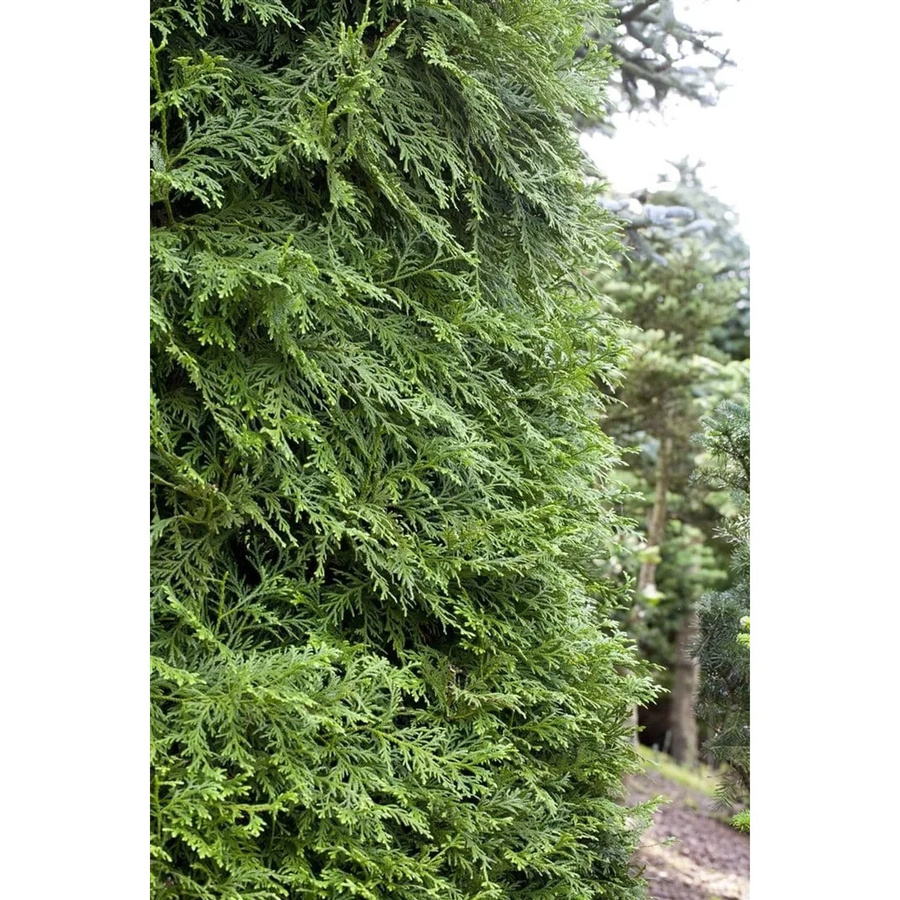 Thujopsis dolabrata Nadelgehölz in Grün und Silber, Höhe: 80-100 cm - Bild 2
