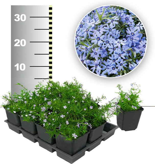 Blauer Teppich-Phlox, 25 Stück - Bild 1
