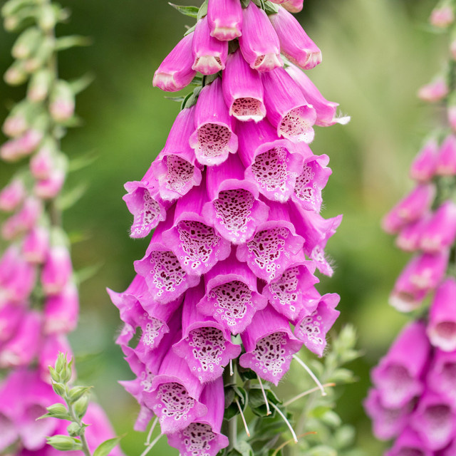 BIO Fingerhut Digitalis purpurea Set mit 3 Stück von BLUME2000 - Bild 1