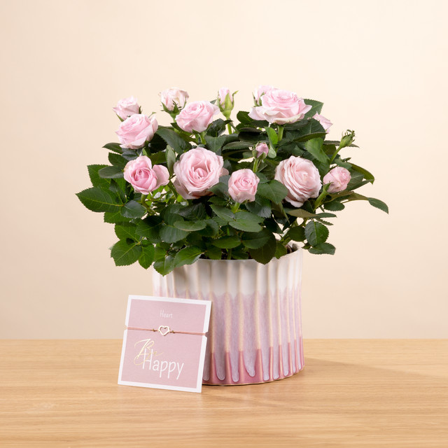 BLUME2000 Zimmerpflanze Rosy Pastel in Topf - Bild 1