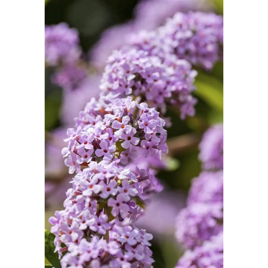 Buddleja Alternifolia Schmetterlingsflieder von Pflanzen für dich, Höhe: 100–125 cm - Bild 2