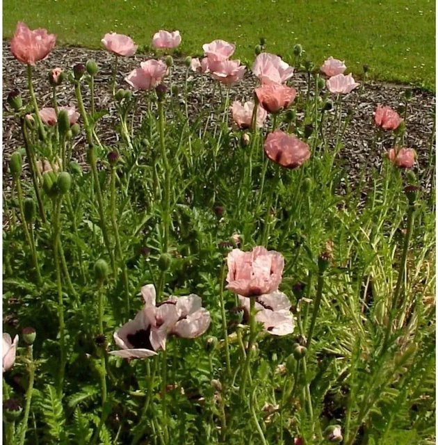 Türkischer Mohn Aglaja Papaver orientale als mehrjährige Pflanze für Garten und Beet - Bild 1