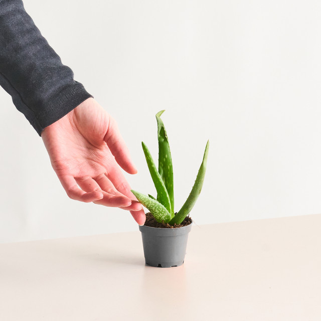 BIO Aloe Vera Sukkulente von BLUME2000 in Grün - Bild 1