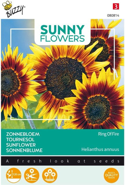 Sonnenblume Ring of Fire Buzzy Sunny Samen mit zweifarbigen Blüten, 0,75 g - Bild 1