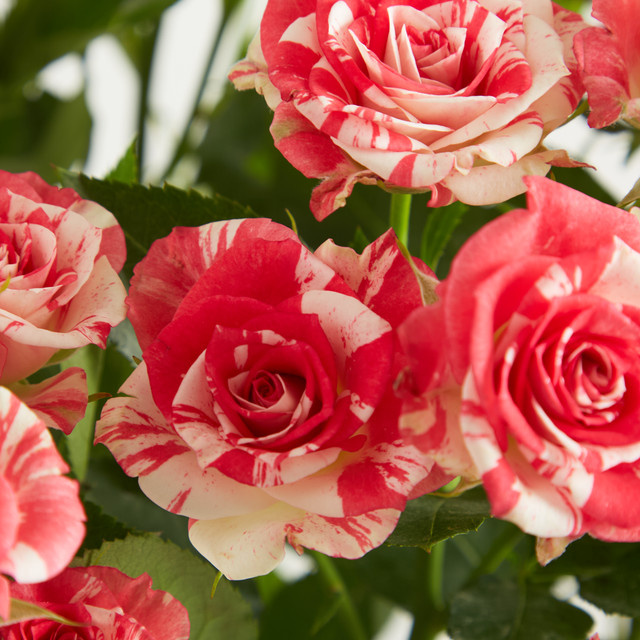 Blume2000 Pinke Verzweigte Rosen - Bild 1