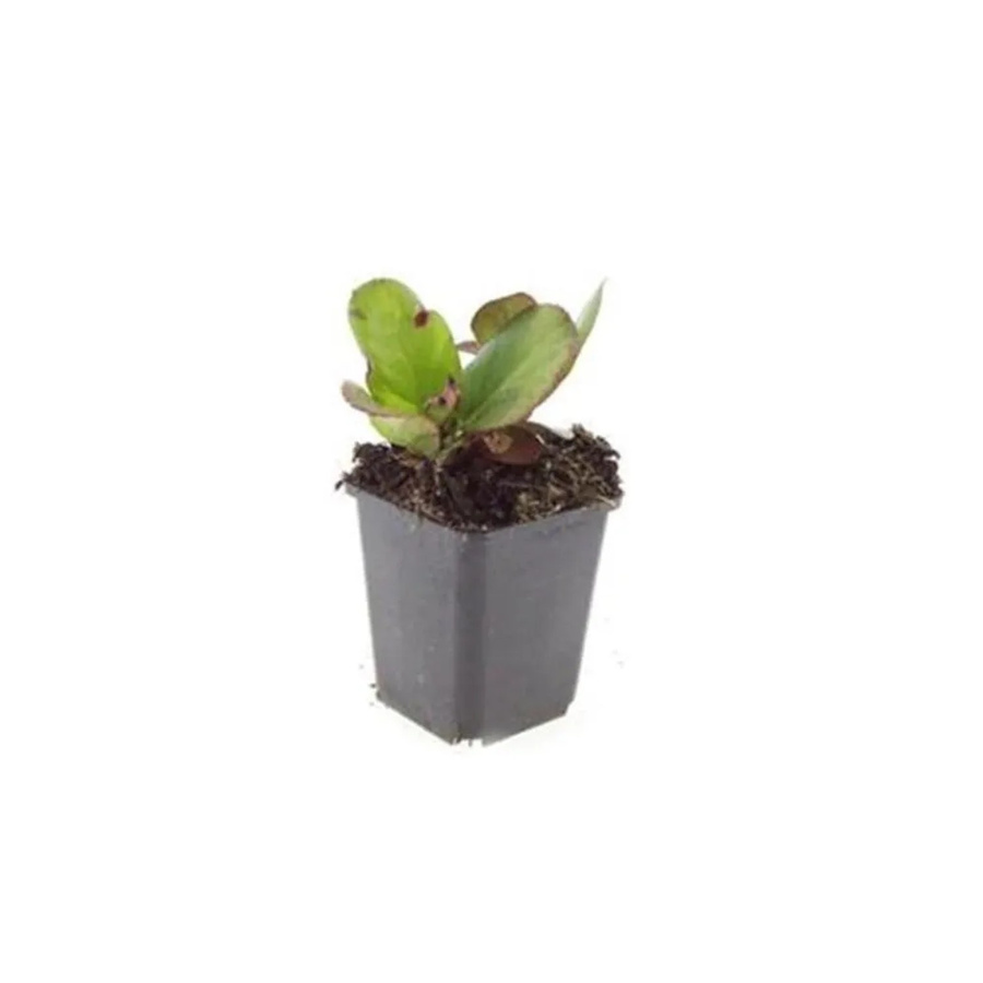 Exotenherz Bergenia Cordifolia Bodendecker Staude mit Herbstblüte, 60 Pflanzen im 9cm Topf - Bild 2