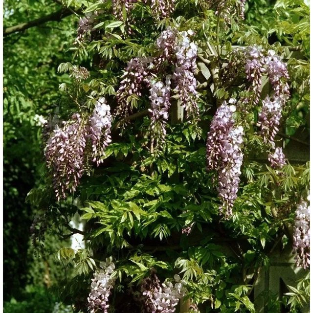 Niedriger Blauregen Shiro Beni Wisteria sinensis in Lila, Höhe: 60-80 cm - Bild 1