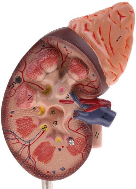 Nierenmodell Anatomie Normal Menschlich, Anatomisch, Lehr- und Bildungswerkzeug, brown - Bild 1