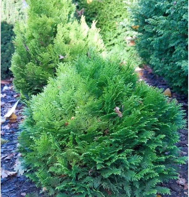 Blaue Zwergkugelzypresse Minima Glauca Chamaecyparis awsoniana in Blau und Grün - Bild 1