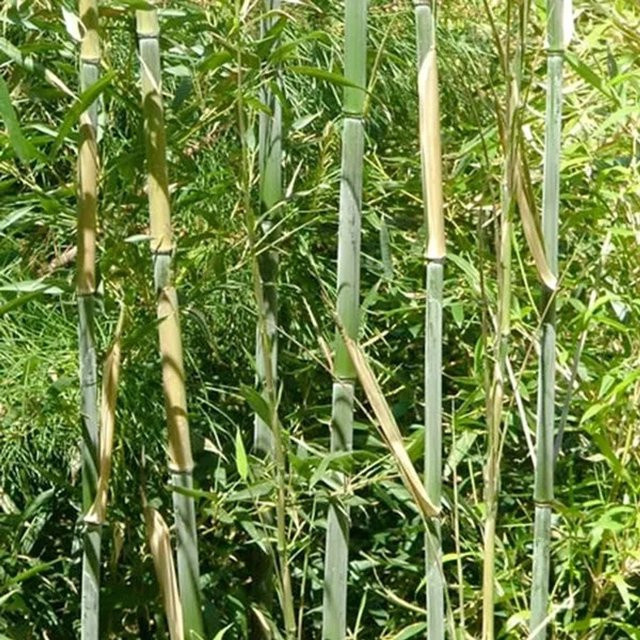 Arborix Bambus Phyllostachys bissetii Bissetii im Container, immergrün, grün, Höhe: 60 bis 80 cm - Bild 1