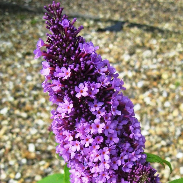Arborix Sommerflieder Peacock Buddleja davidii in Pink und Lila, Kompaktpflanze im Container - Bild 1