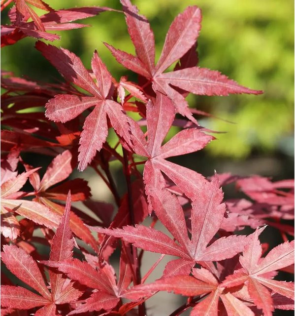 Roter Fächerahorn Skeeters Broom Acer palmatum Zierbaum Höhe: 100-125 cm - Bild 1