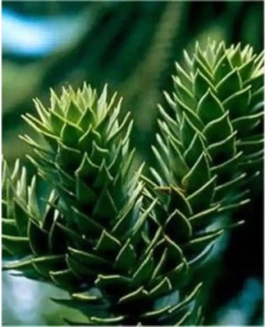 Araucaria araucana Chilenische Schmucktanne Andentanne, grün, Höhe: 30-40 cm - Bild 1