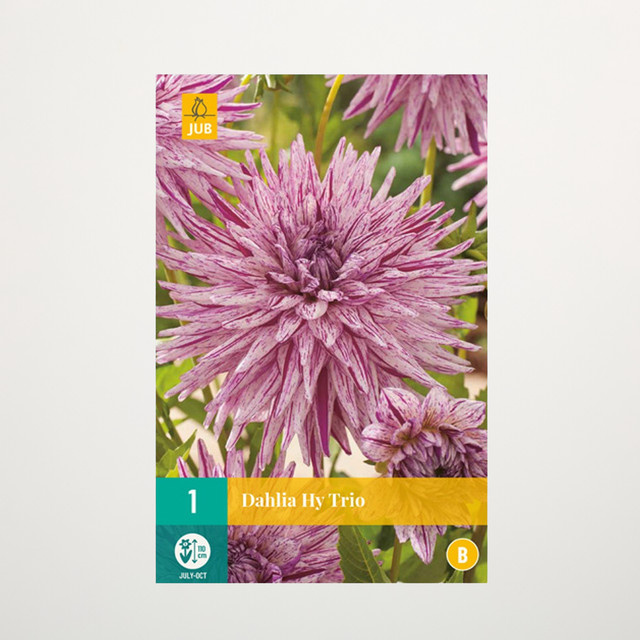 Kaktus-Dahlie Hy Trio Knolle von BLUME2000 - Bild 1