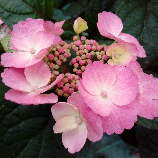 Rosa Tellerhortensie Daredevil als Zierstrauch für den Garten von Mein schöner Garten Shop - Bild 1