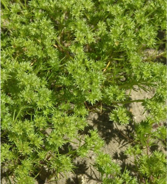 Neuseeländer Knäuel Scleranthus uniflorus - Grüne Bodendecker-Staude mit gelben Blüten - Bild 1