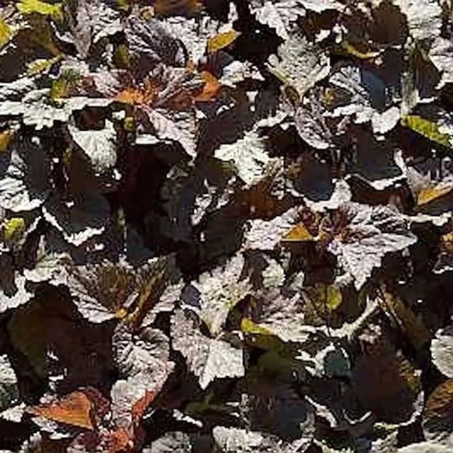 Rotlaubige Japanische Petersilie Cryptotaenia japonica als Zier- und Lebensmittelpflanze in Rot - Bild 1