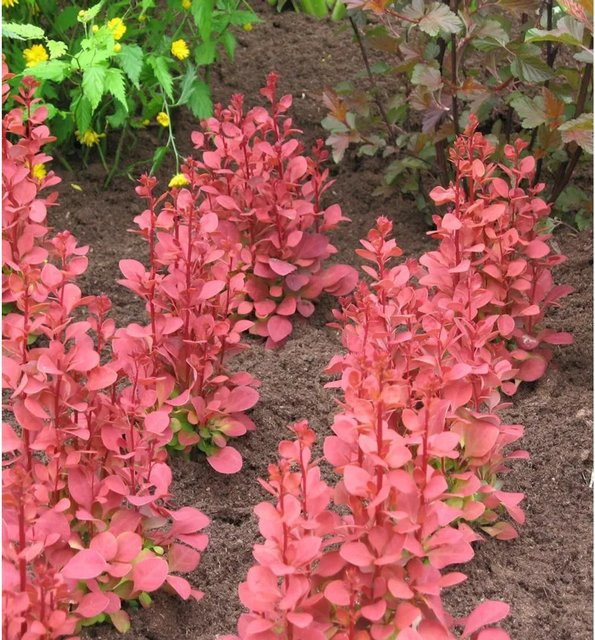 Berberis thunbergii Säulen Berberitze Orange Sunrise Heckenpflanze - Bild 1