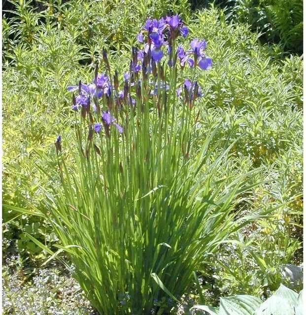 Sibirische Wieseniris Marilyn Holmes Iris sibirica in Lila für deinen Garten - Bild 1