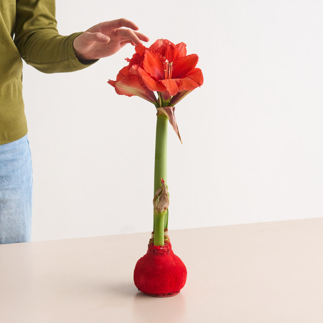 Amaryllis in Wachs von BLUME2000 in Rot mit Samtoptik für die Weihnachtszeit - Bild 1