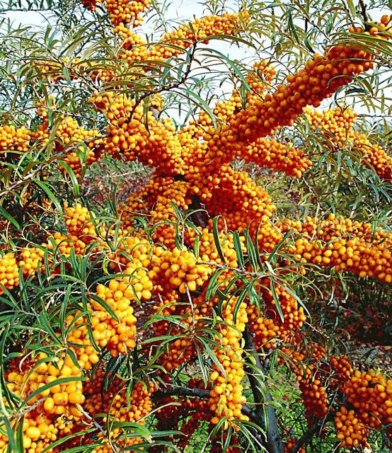Sanddorn Orange Energy weiblich - Bild 1