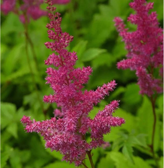 Astilbe arendsii Prachtspiere Gloria von Nr-01.de, pinke Schnittblume und Bodendecker - Bild 1