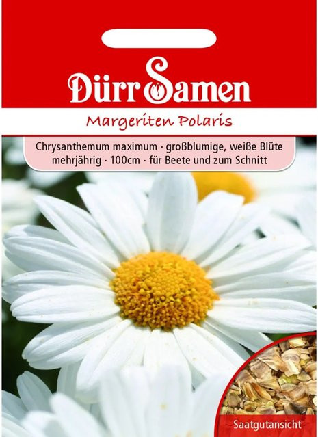 Dürr Margeriten Polaris Weiß Mehrjähriges Saatgut 750 g - Bild 1