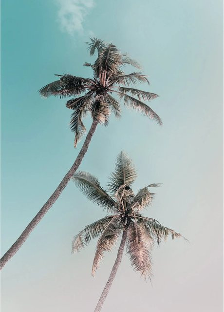 Komar Wandbild Miami Palms Paper Poster Multicolour B: 50 cm, H: 70 cm - Bild 1