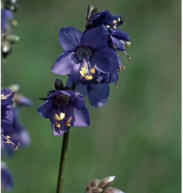 Polemonium caeruleum Blaue Himmelsleiter - Blaue mehrjährige Beetpflanze für Bauerngärten und Naturgärten - Bild 1
